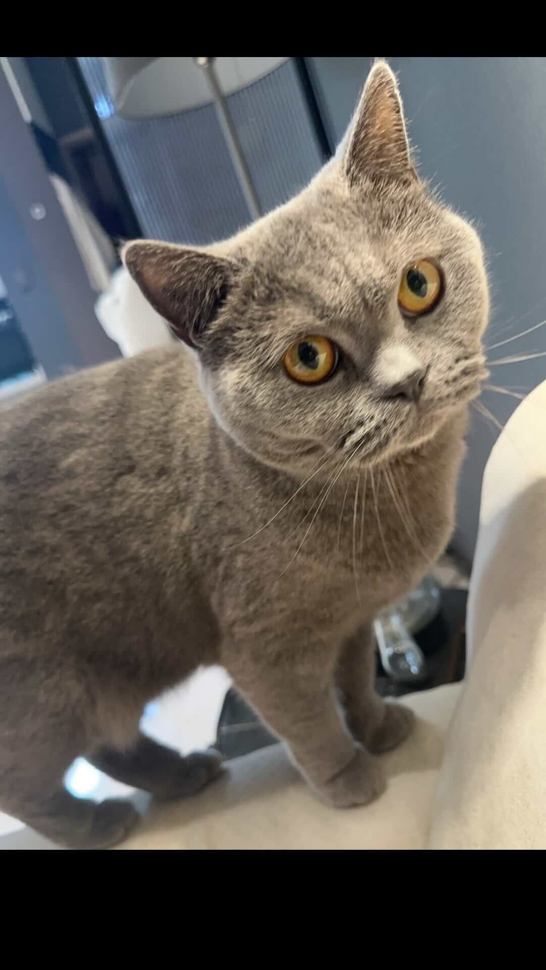猫咪照片