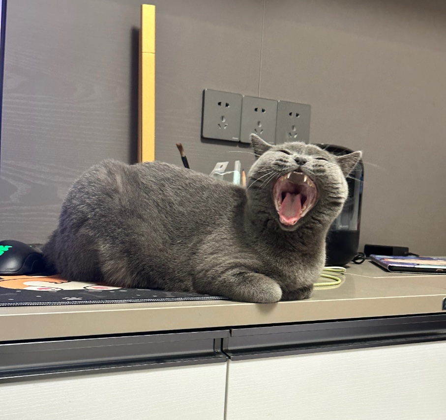 猫咪照片