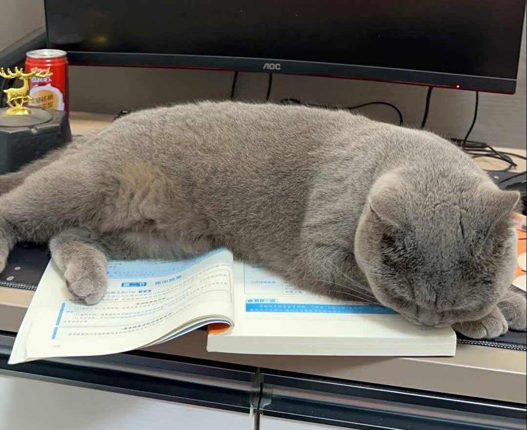 猫咪照片