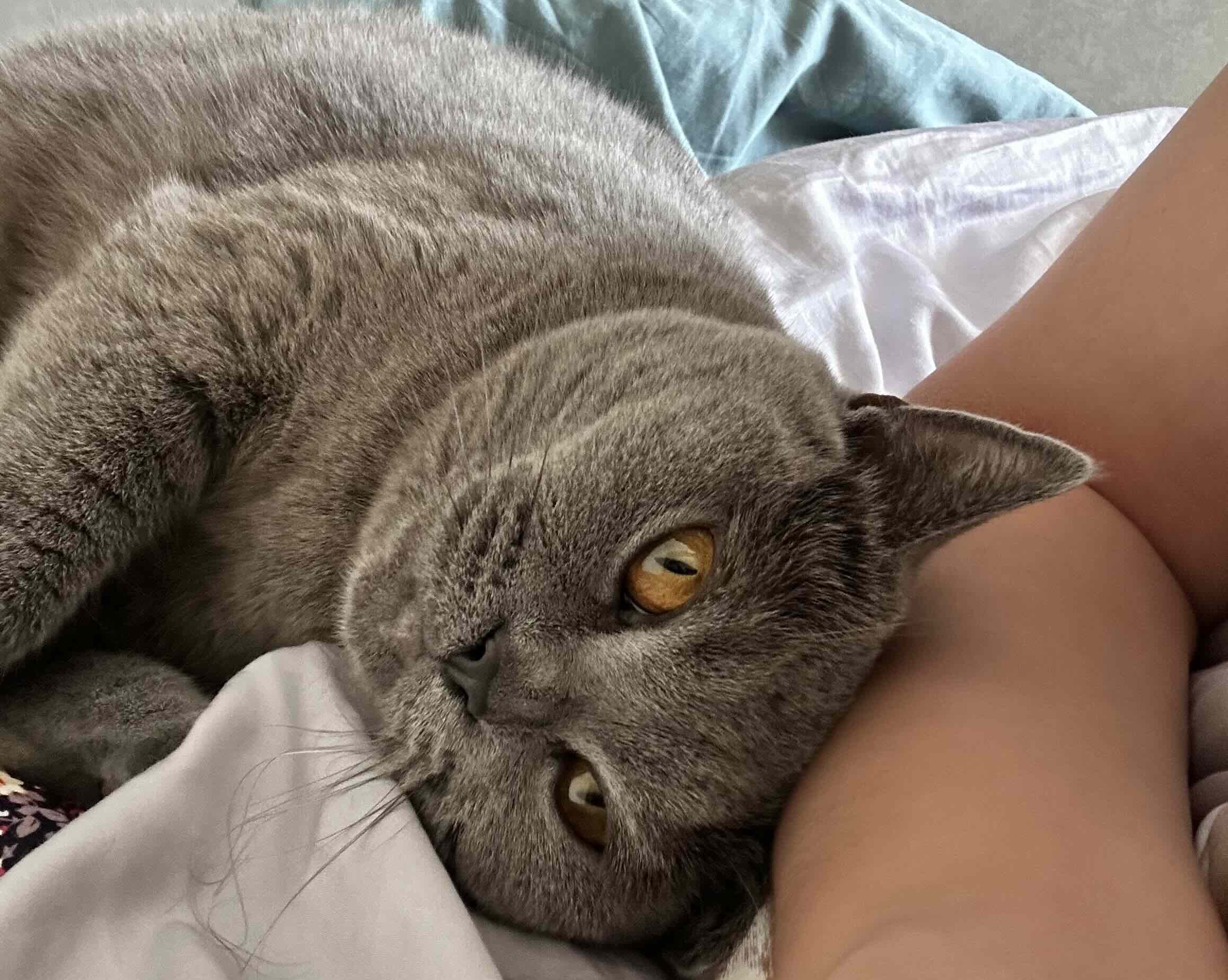 猫咪照片