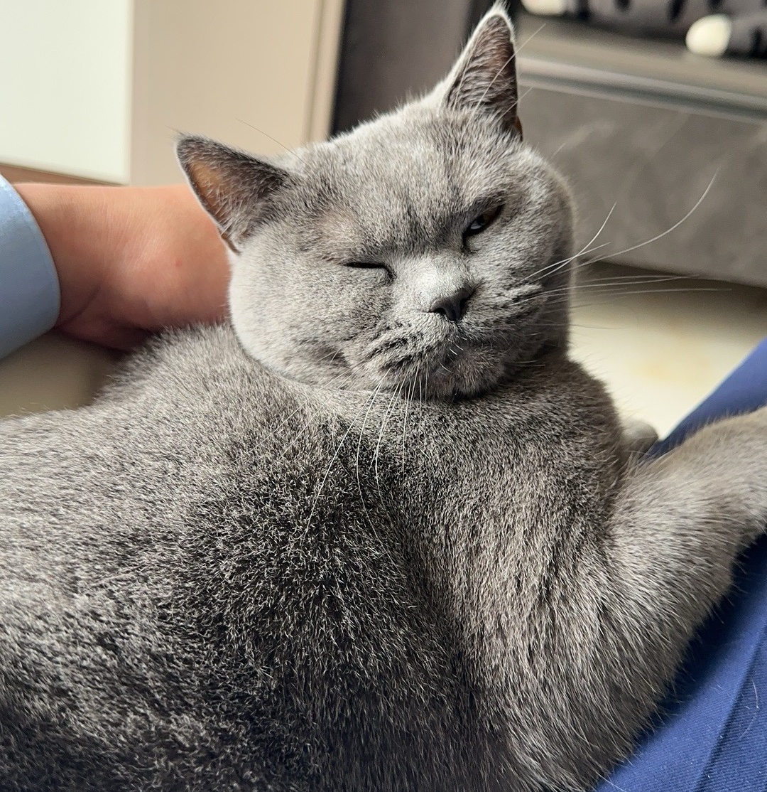 猫咪照片