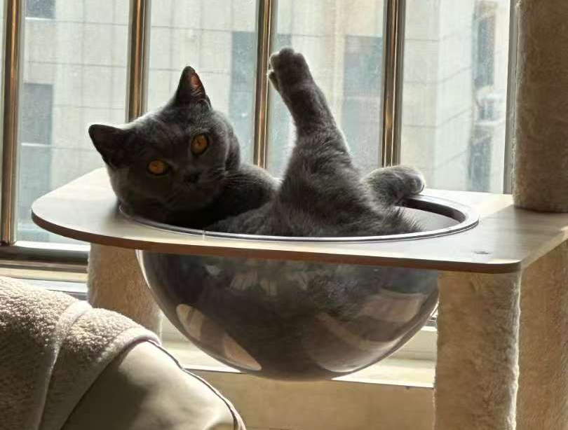 猫咪全家福